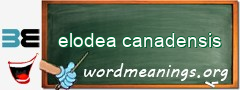 WordMeaning blackboard for elodea canadensis